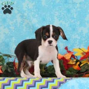 Chocolate, Boston Terrier Mix Puppy